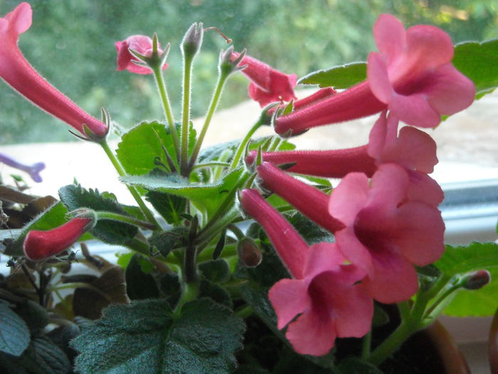  - 0 Zambetul florilor