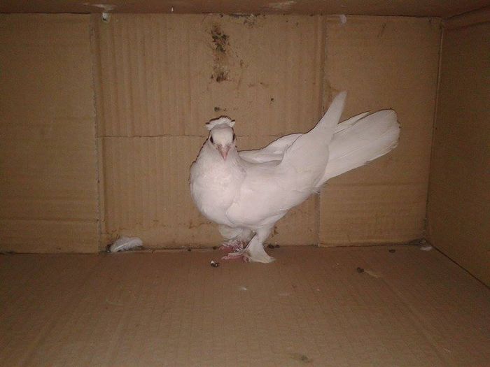 porumbita - de vinzare