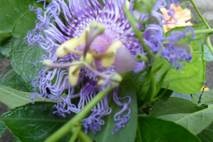 incense - pasiflore -soiuri ----2012