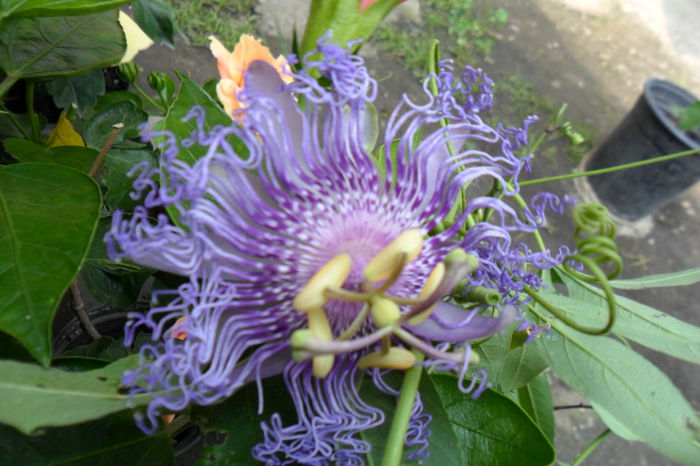 Picture 331 - pasiflore -soiuri ----2012