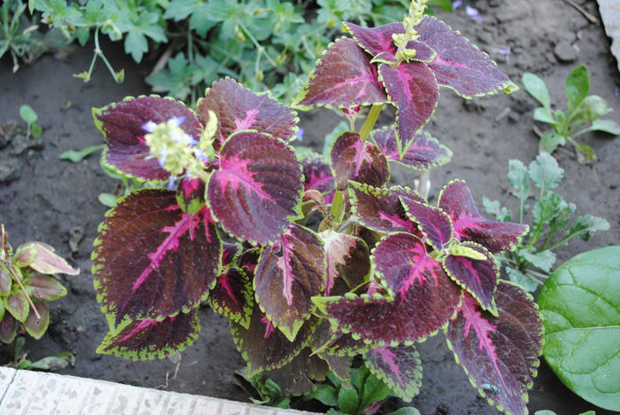 coleus ,"urzicuta" - yyy 2014 gradina mea
