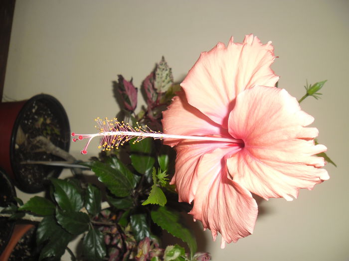 008 - Hibiscus 2014-1