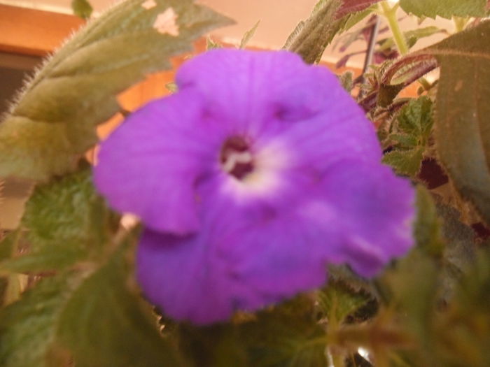 ??? - Achimenes