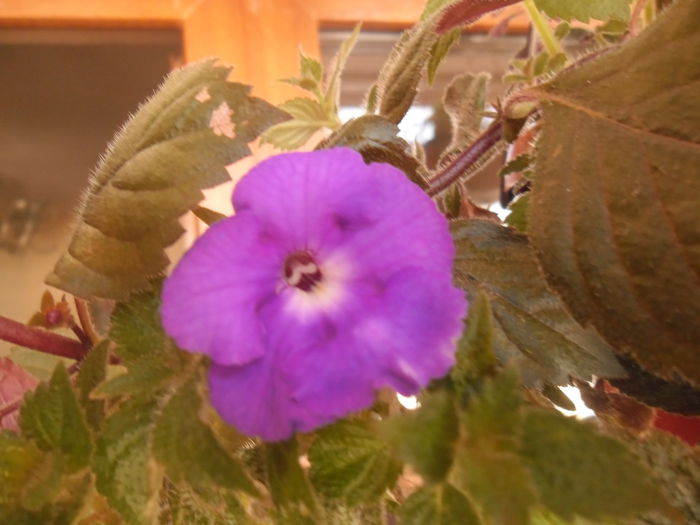 047 - Achimenes