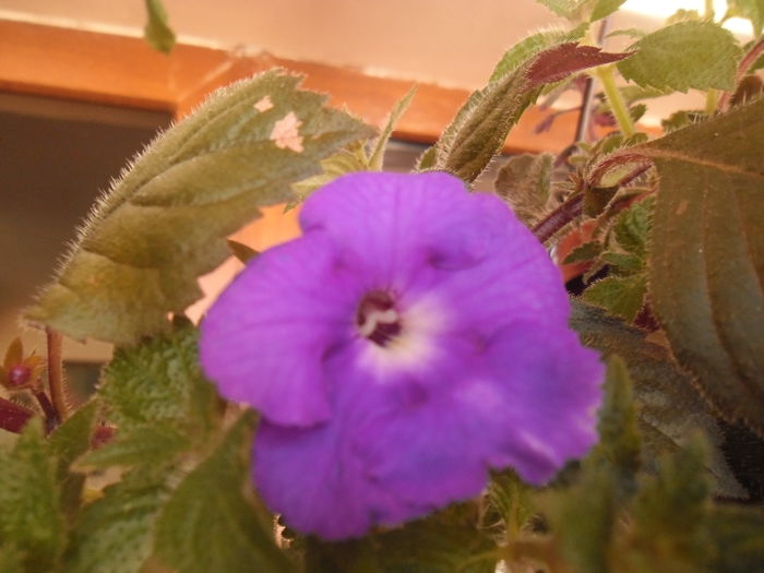 051 - Achimenes