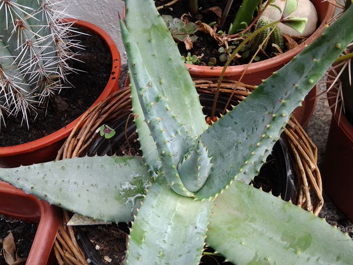 aloe ferox - suculente 2013-2014-2015-2016
