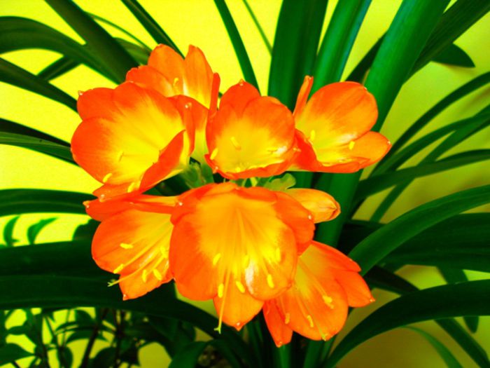 final de august (2) - clivia in 2014