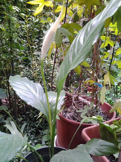 spatiphilum planta si floare talie mare - oferte pt schimb