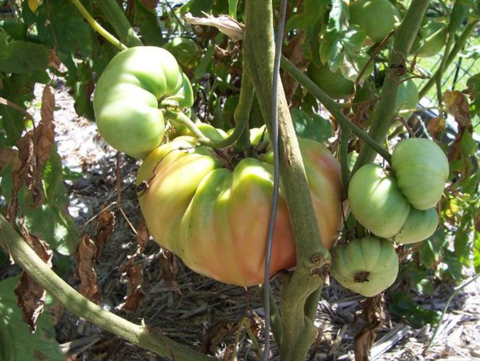 rosia de copac - gigantica daca are apa; I've found the Italian Tree tomato difficult to grow because (like some other tomato varieties) it doesn't set fruit too well through winter (which is the best time for growing larger tomato varieties
