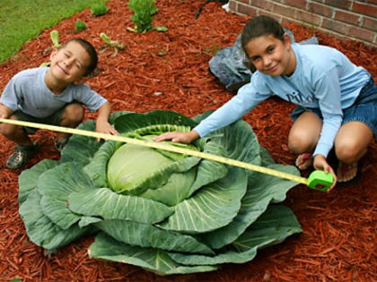cabbage; Around the world, growers of giant fruit and vegetables compete for the ultimate title: a spot in the Guinness Book of World Records and the bragging rights to boot. But to 13-year-old South Carolina 
