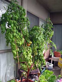 cum plantezi rosii gigant film; https://www.youtube.com/watch?v=h7p1PojOLS8
