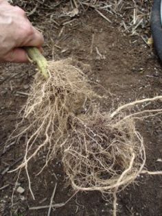 radacini de rosii-; If you plant a tomato deeply and in good soil, it will develop a big, deep root system that makes the plant stronger and more drought tolerant
