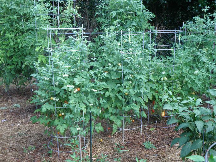 husky-cherry-red-tomato-plants; Several varieties of tomatoes are planted in this garden. Toward the front, Husky Cherry produces red cherry tomatoes for snacking while Roma bears larger, meatier tomatoes for canning. Indeterminate 
