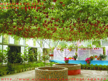 varietati de rosii; http://www.selectedplants.com/varieties.htm
