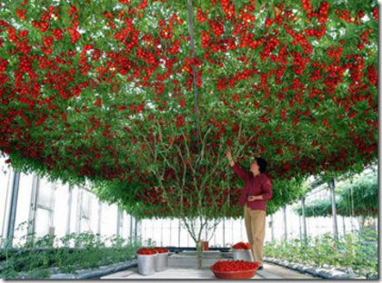 giant-tomatoes-tree copca gigantic - rosii; http://suburbanvegetablegardening.com/heirlooms-hybrids-and-gmos/


o cusaca pentru pasari exotice

King Crimson - Red (FULL ALBUM)-muzica
https://www.youtube.com/watch?v=0bsGvL0NzaA
