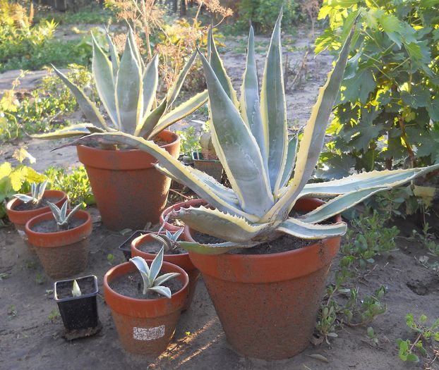 Agave americana 'Variegata' - agave