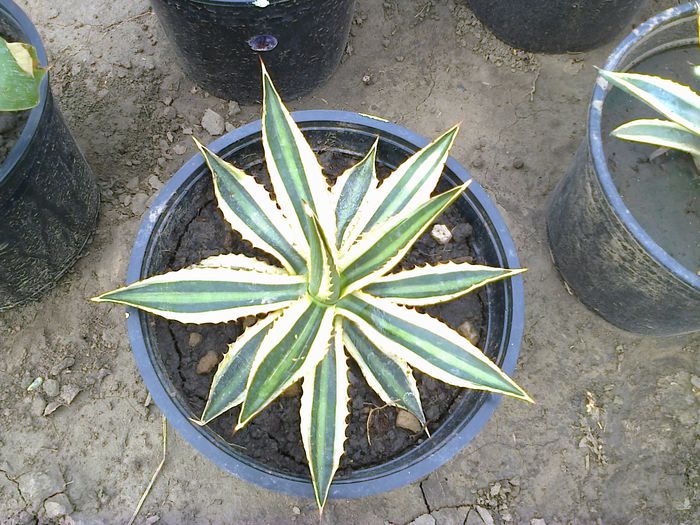 Agave lophantha 'Quadricolor' - agave