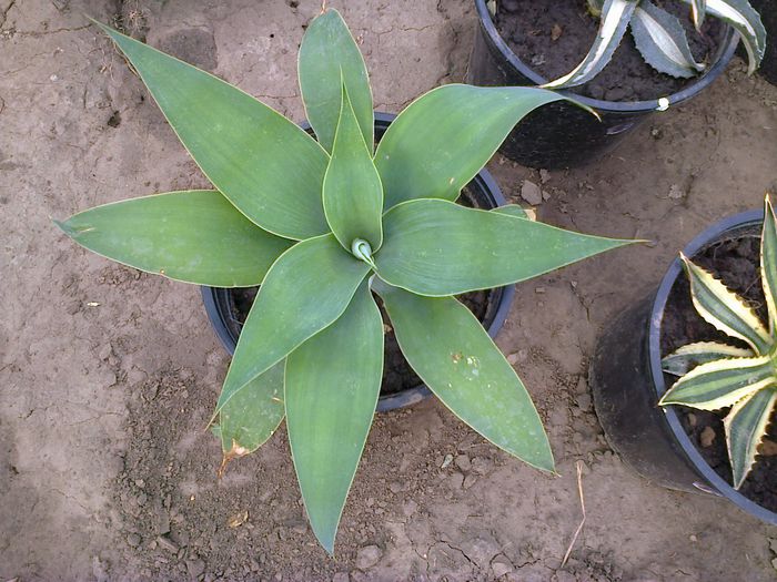 Agave attenuata