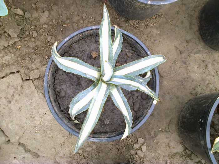 Agave americana 'medio-picta Alba' - agave