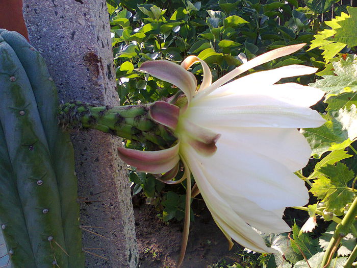 Fotografie0346 - cactus-trichocereus