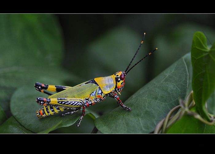  - Fluturi si insecte