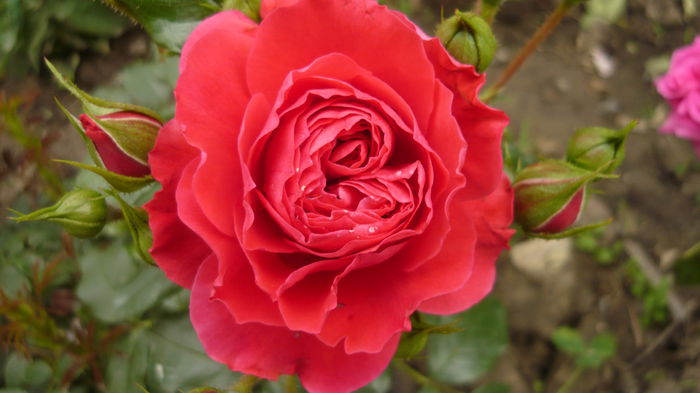 024 - Kordes cherry girl