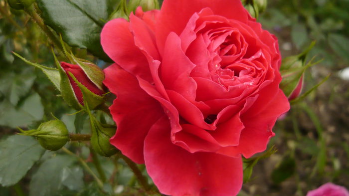 025 - Kordes cherry girl