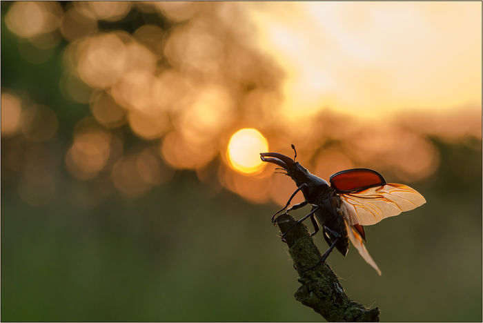  - Fluturi si insecte