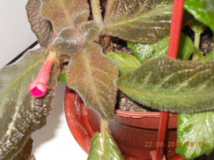 047 - AUGUST 2014