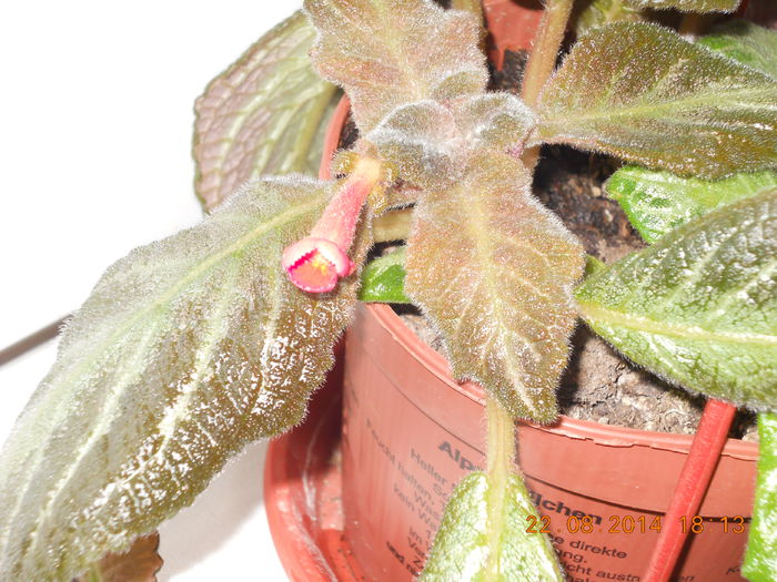 044 - EPISCIA 2014