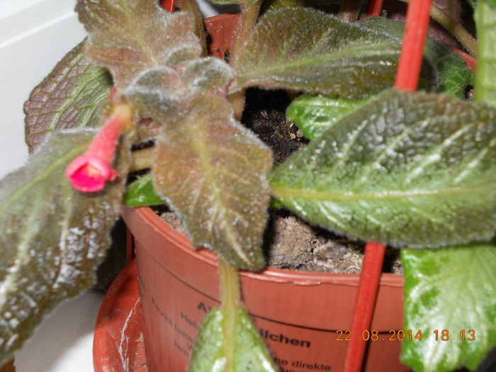 045 - EPISCIA 2014