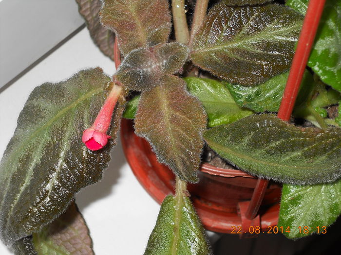 046 - EPISCIA 2014