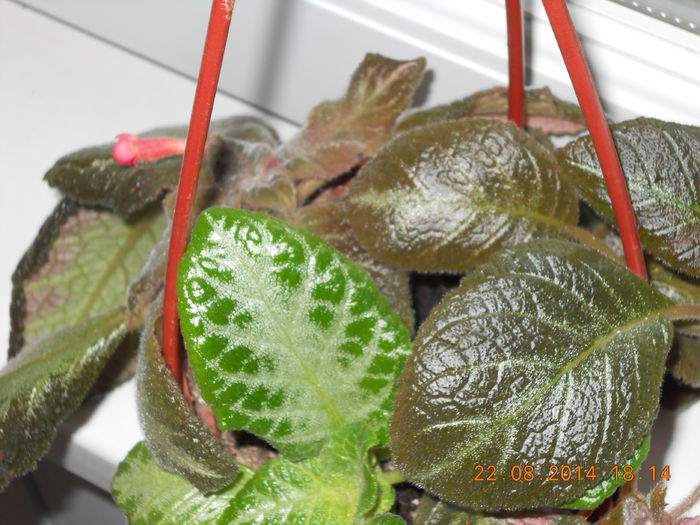 049 - EPISCIA 2014