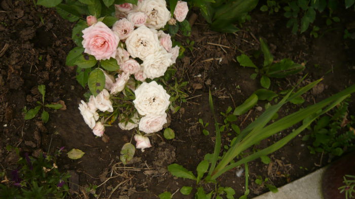 097 - Rose mini