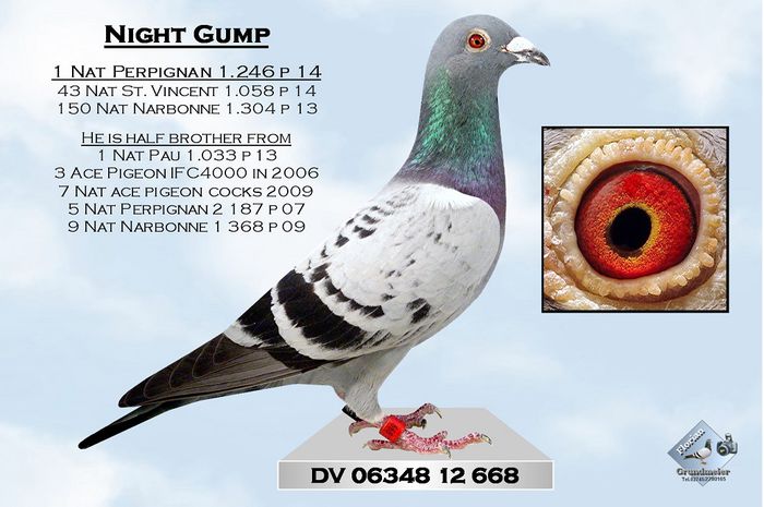 Loc 1 nat. Germania la Perpignan 2014