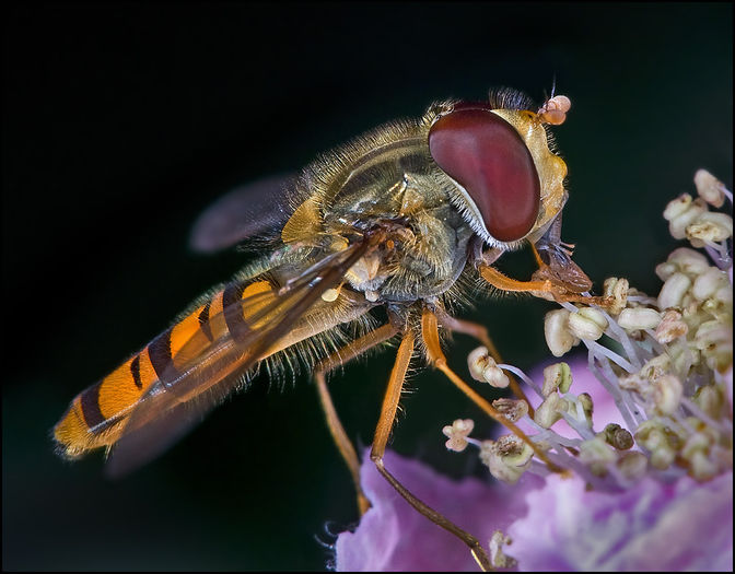  - Fluturi si insecte