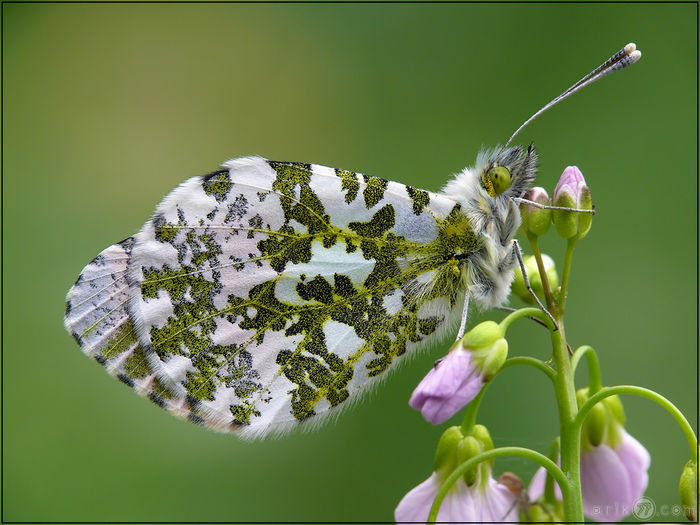  - Fluturi si insecte