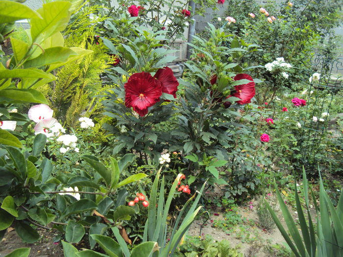 DSC02093 - Hibiscus de gradina