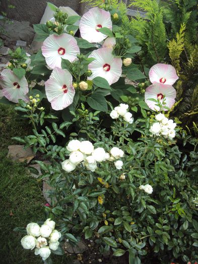 DSC02101 - Hibiscus de gradina