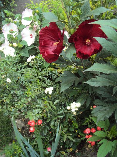 DSC02102 - Hibiscus de gradina