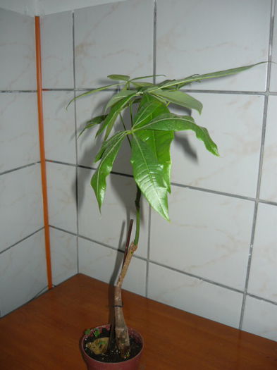 Pakira (Arborele banului) de vanzare 20 RON; Inaltime:30cm
