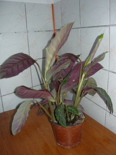 Calathea (Rufibarba) de vanzare - 35 RON; Mai multe plante intr-un ghiveci.
Inaltime:30cm
