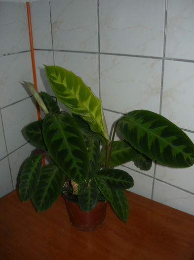 Calathea (Rufibarba) de vanzare - 35 RON - Plante ornamentale de  vanzare-super oferte