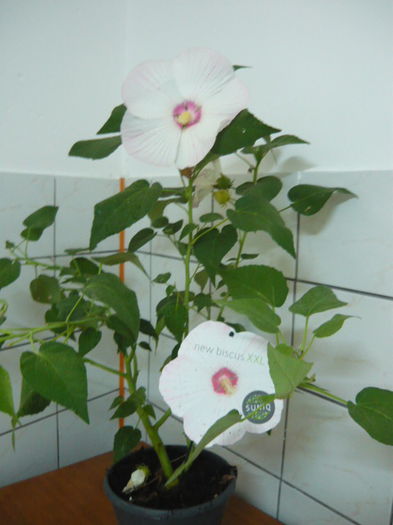 Hibiscus luna alb XXL - de vanzare - 65 RON; Inaltime:50-70cm
Planta de exterior,rezistenta la ger(testat).
