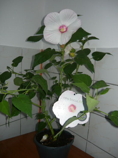 Hibiscus luna alb; Rezistent atat la interior cat si la exterior.
