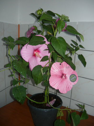 Hibiscus luna roz  XXL de vanzare - 65RON; Inaltime:50-70cm
