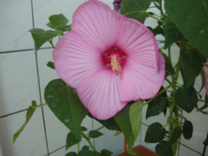 Floare hibiscus luna roz - Hibiscus interior si exterior de vanzare