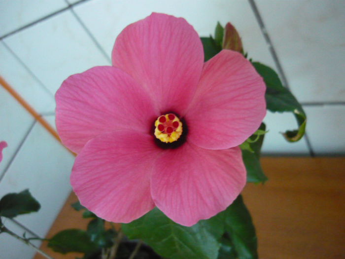 Floare hibiscus roz - Hibiscus interior si exterior de vanzare