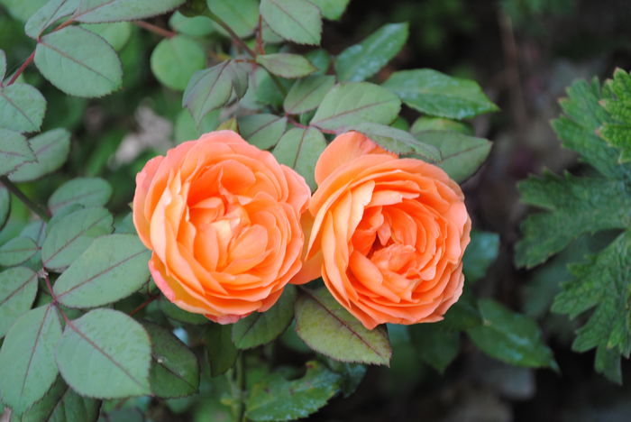 Lady Emma Hamilton,23 aug