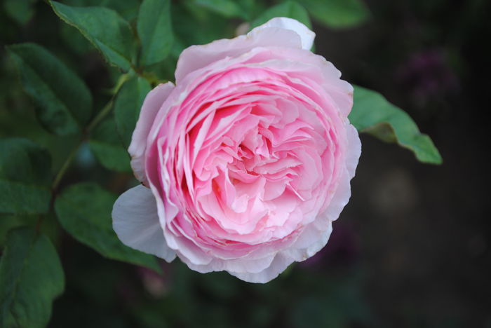Gartentraume